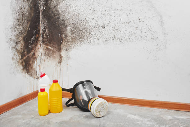 Best Mold Cleaning Services  in Gypsum, CO