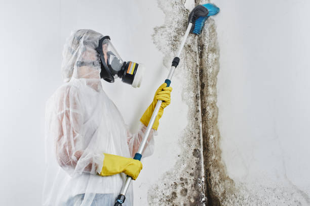 Professional Mold Removal in Gypsum, CO