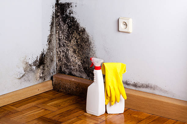 Best Affordable Mold Removal  in Gypsum, CO