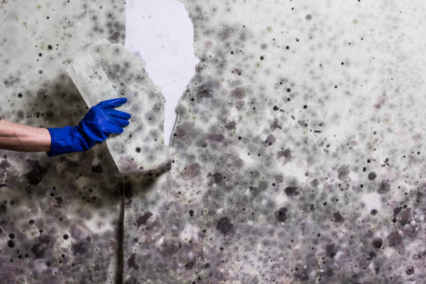 Best Attic Mold Removal  in Gypsum, CO