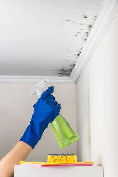 Office Mold Removal Services in Gypsum, CO