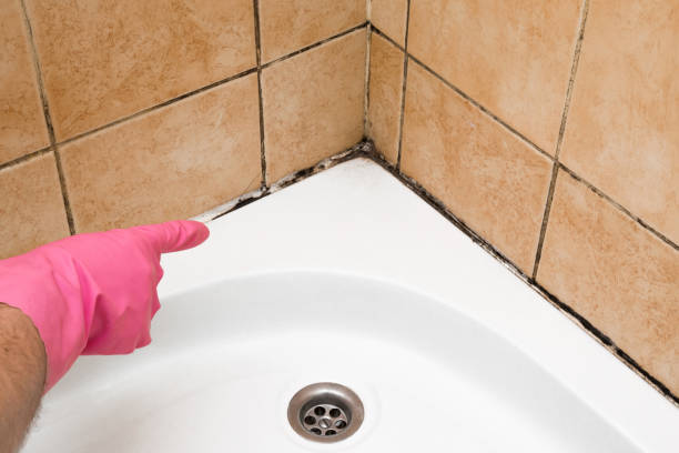 Best Office Mold Removal Services  in Gypsum, CO